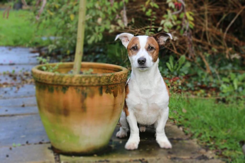 The Cosy West Wing, Dog Friendly Apartment *